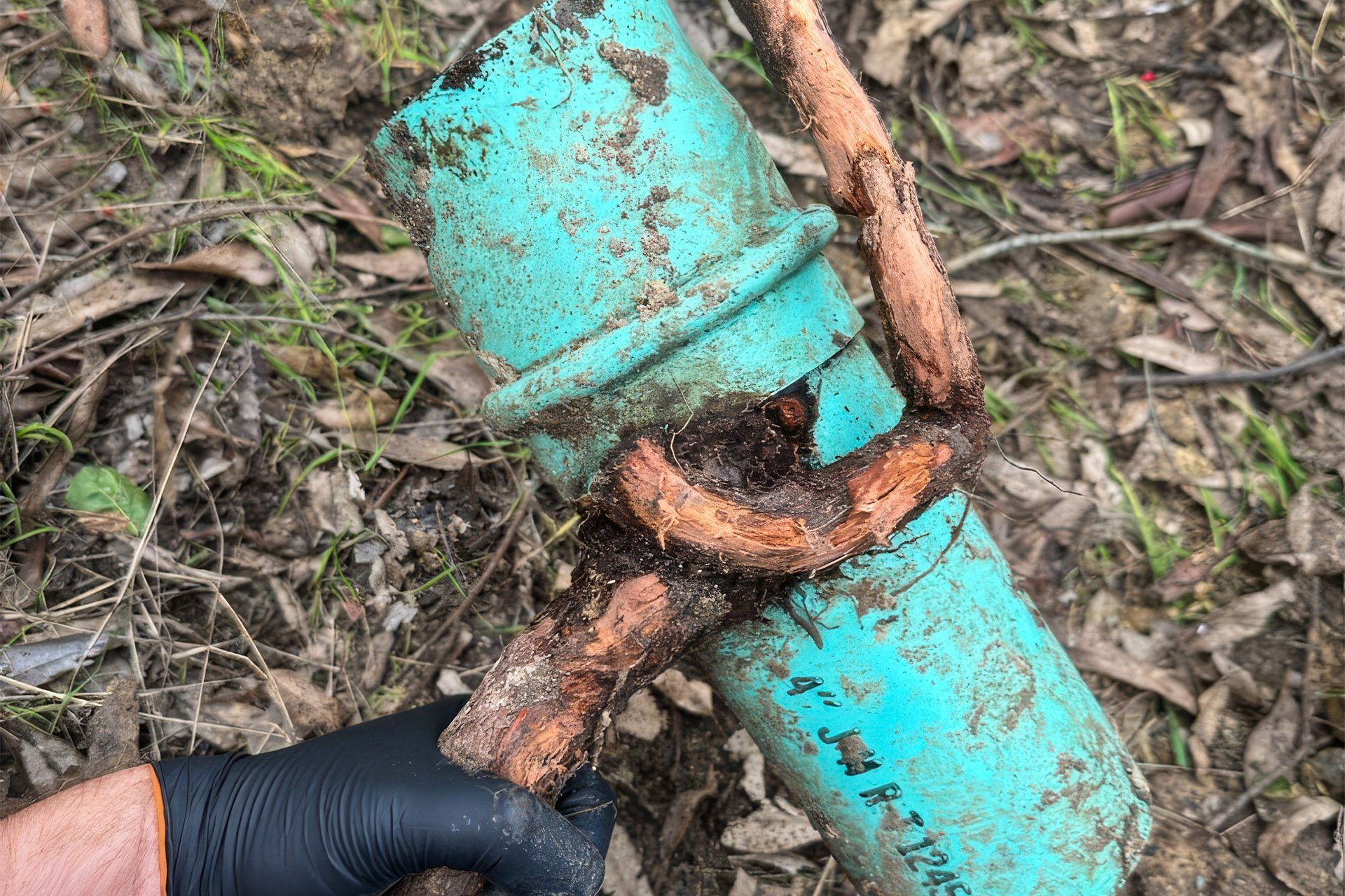 3. Protect Sewer Lines from Tree Roots