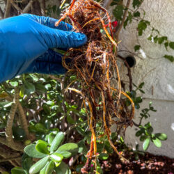 Rooter Service by Almco Plumbing in San Diego, CA